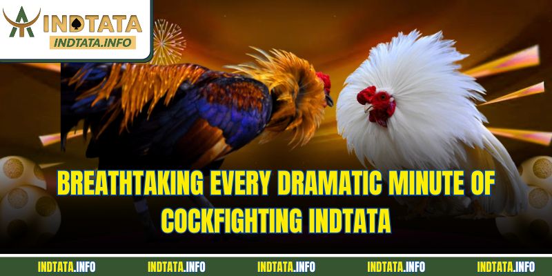 Breathtaking every dramatic minute of cockfighting INDTATA